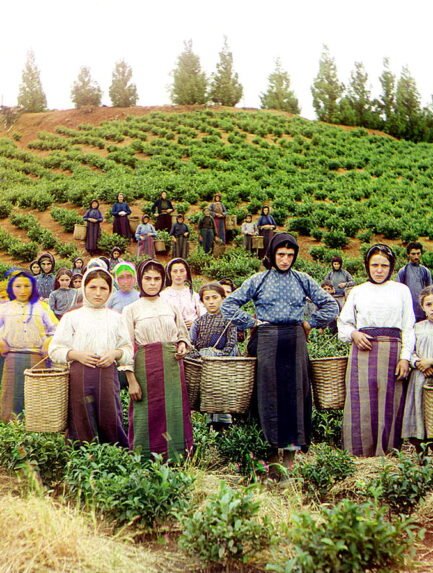 Greek women and children harvesting tea in Chakvi, Georgia, between 1905 and 1915.