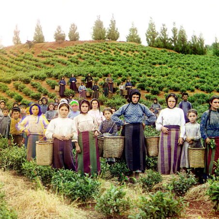 Greek women and children harvesting tea in Chakvi, Georgia, between 1905 and 1915.