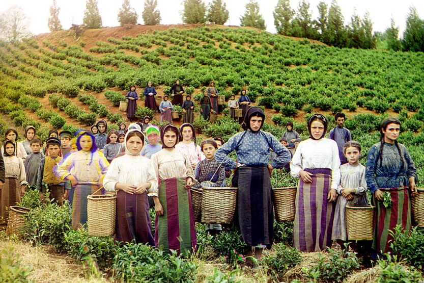 Greek women and children harvesting tea in Chakvi Georgia between 1905 and 1915