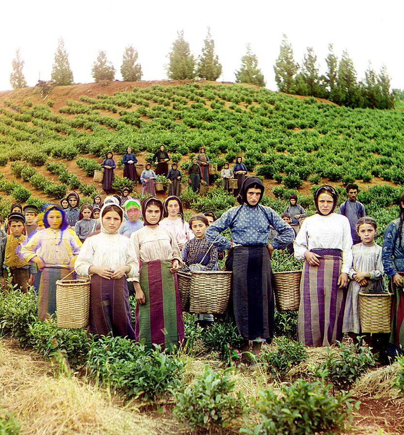 chakviteaharvest19051915prokudingorsky Harmony Chronicles Greek women and children harvesting tea in Chakvi Georgia between 1905 and 1915