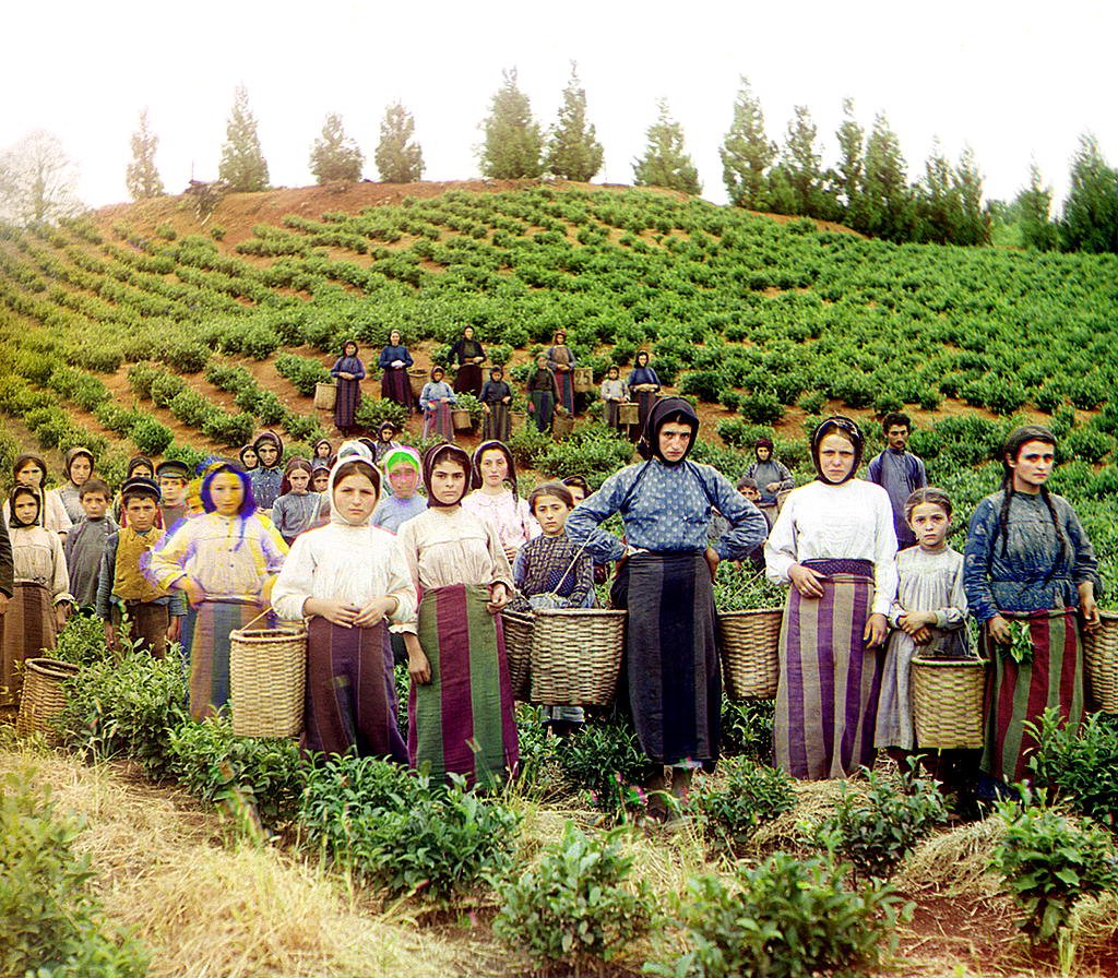 Greek women and children harvesting tea in Chakvi, Georgia, between 1905 and 1915.
